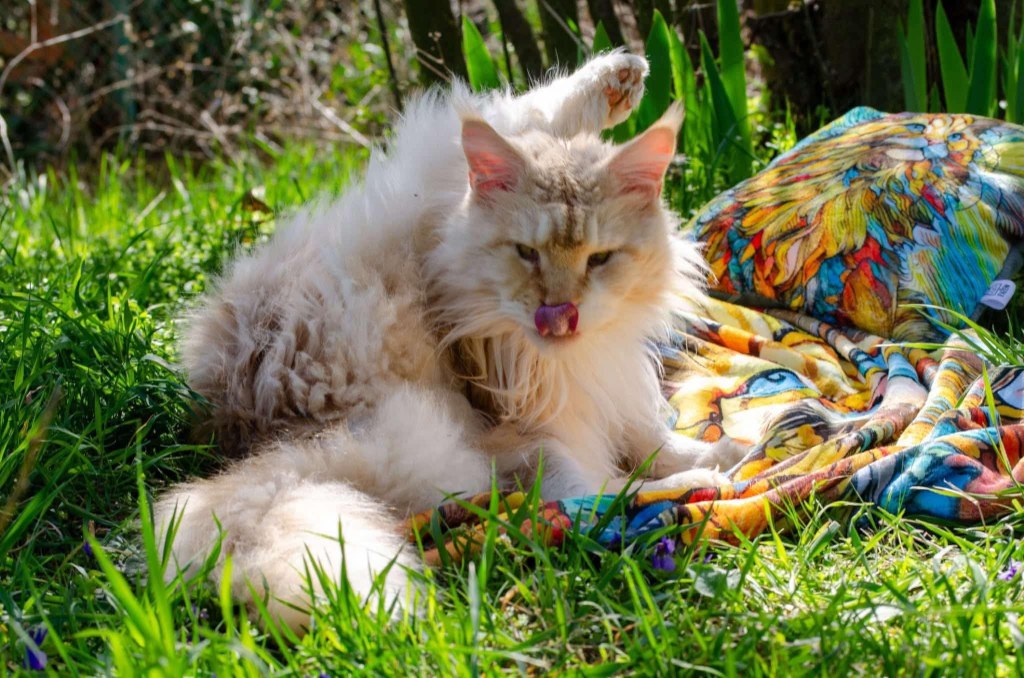 Nedělníček pana Maxmiliána&nbsp;(4)