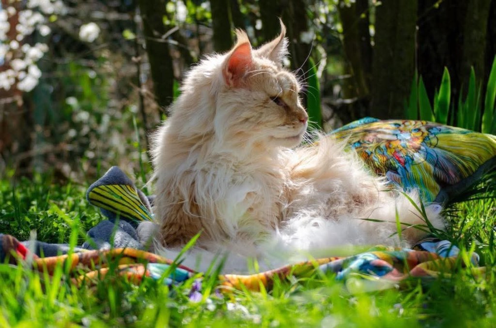 Nedělníček pana Maxmiliána&nbsp;(5)