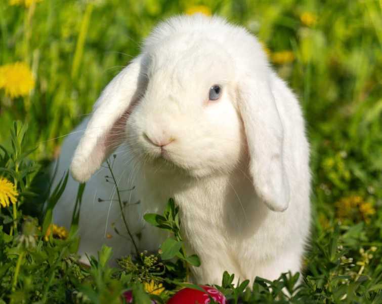 Nedělníček pana Maxmiliána&nbsp;(6)