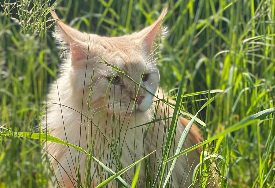 Nedělníček pana Maxmiliána&nbsp;(7)