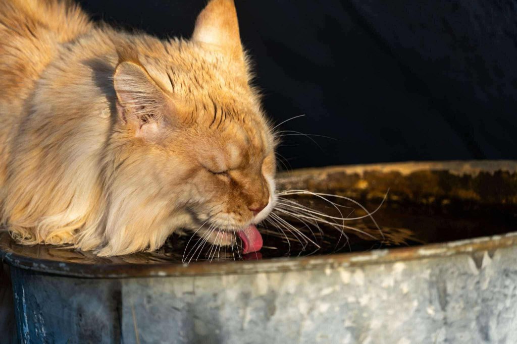 Nedělníček pana Maxmiliána&nbsp;(10)