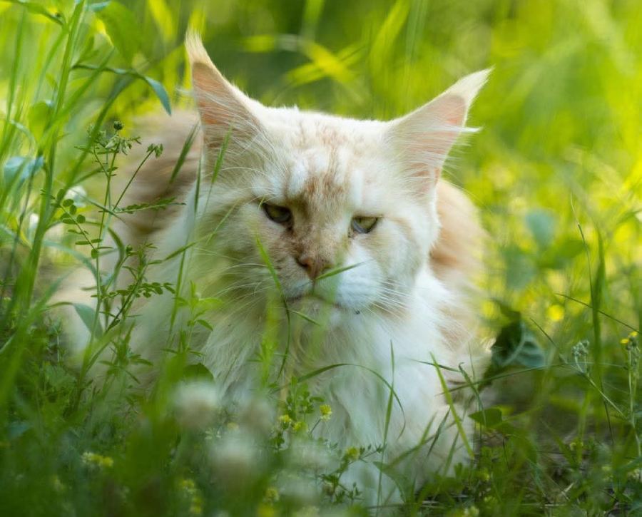 Nedělníček pana Maxmiliána&nbsp;(12)