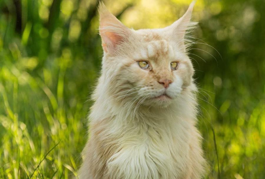 Nedělníček pana Maxmiliána&nbsp;(14)