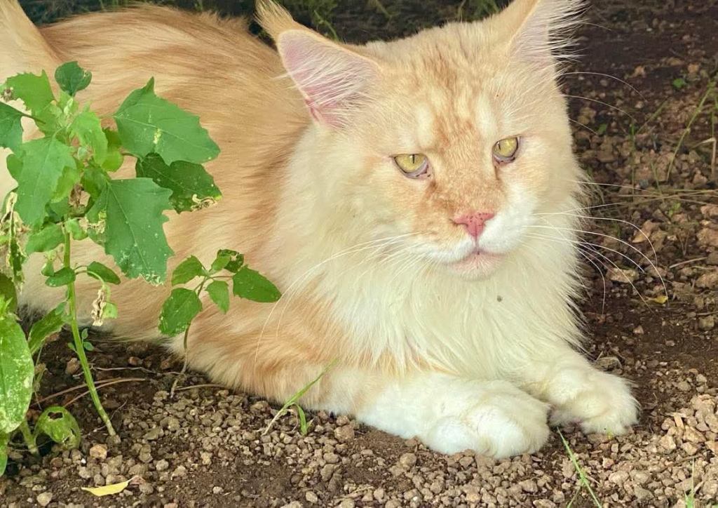 Nedělníček pana Maxmiliána&nbsp;(15)