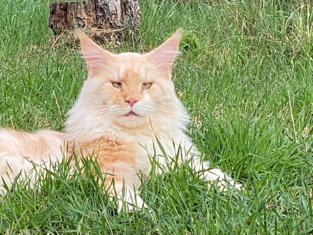 Nedělníček pana Maxmiliána&nbsp;(23)