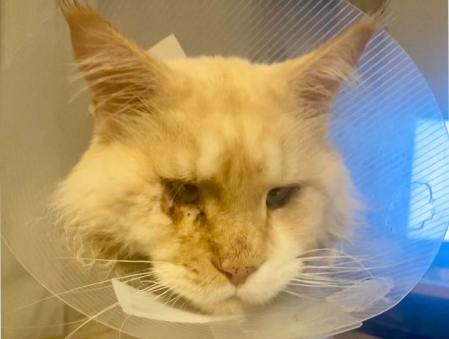 Nedělníček pana Maxmiliána&nbsp;(26)