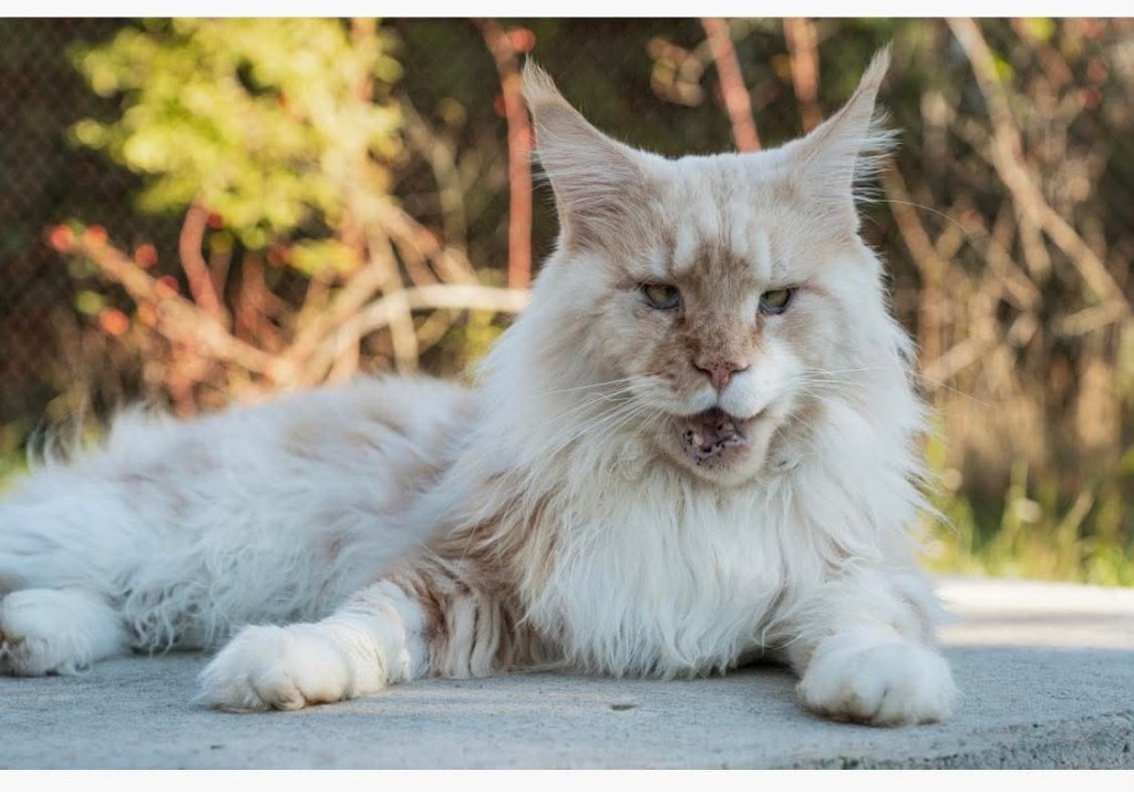 Nedělníček pana Maxmiliána&nbsp;(28)