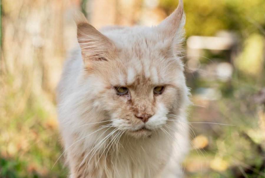 Nedělníček pana Maxmiliána&nbsp;(29)