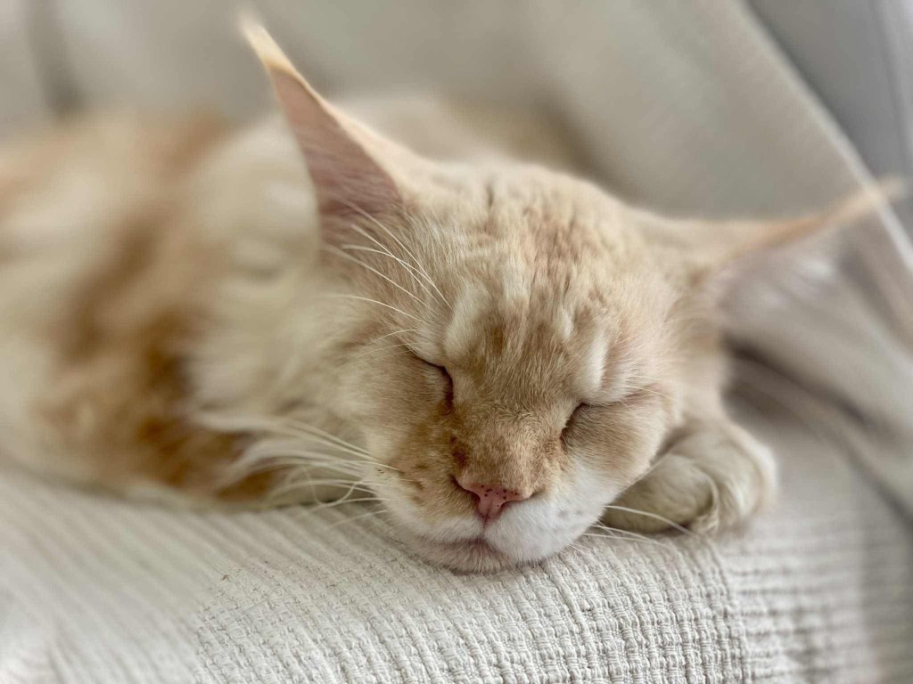 Nedělníček pana Maxmiliána&nbsp;(30)