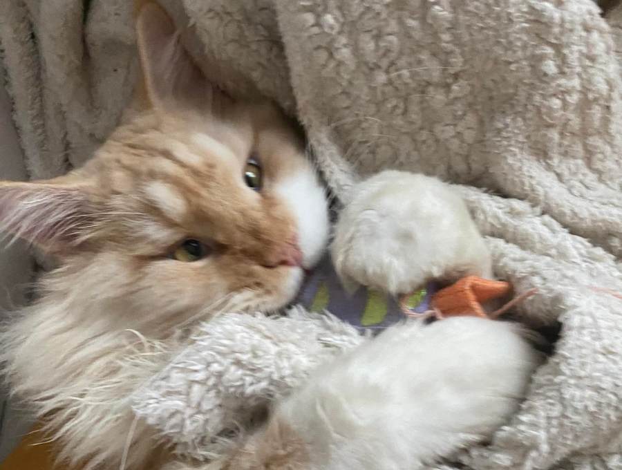 Nedělníček pana Maxmiliána&nbsp;(33)