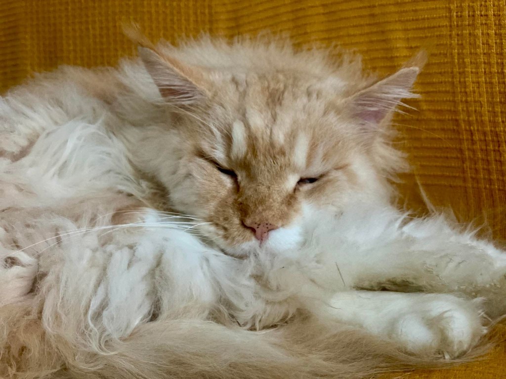 Nedělníček pana Maxmiliána&nbsp;(34)