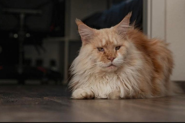 Nedělníček pana Maxmiliána&nbsp;(38)