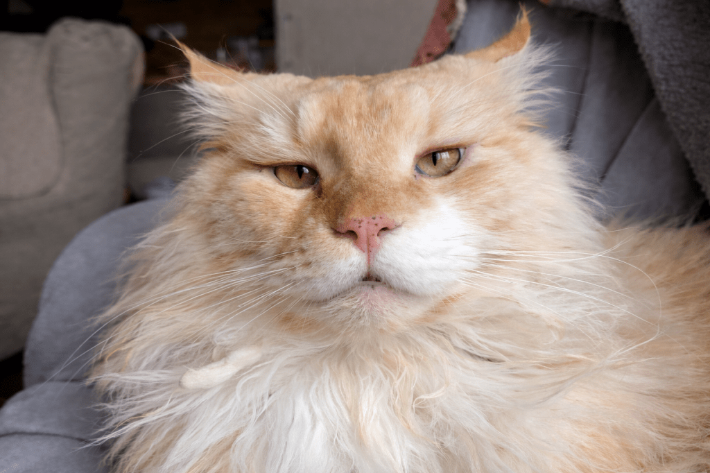 Nedělníček pana Maxmiliána&nbsp;(39)