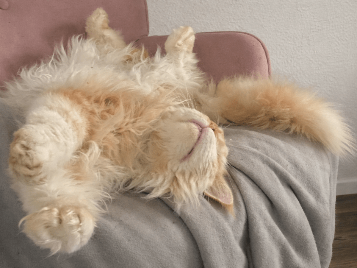 Nedělníček pana Maxmiliána&nbsp;(41)