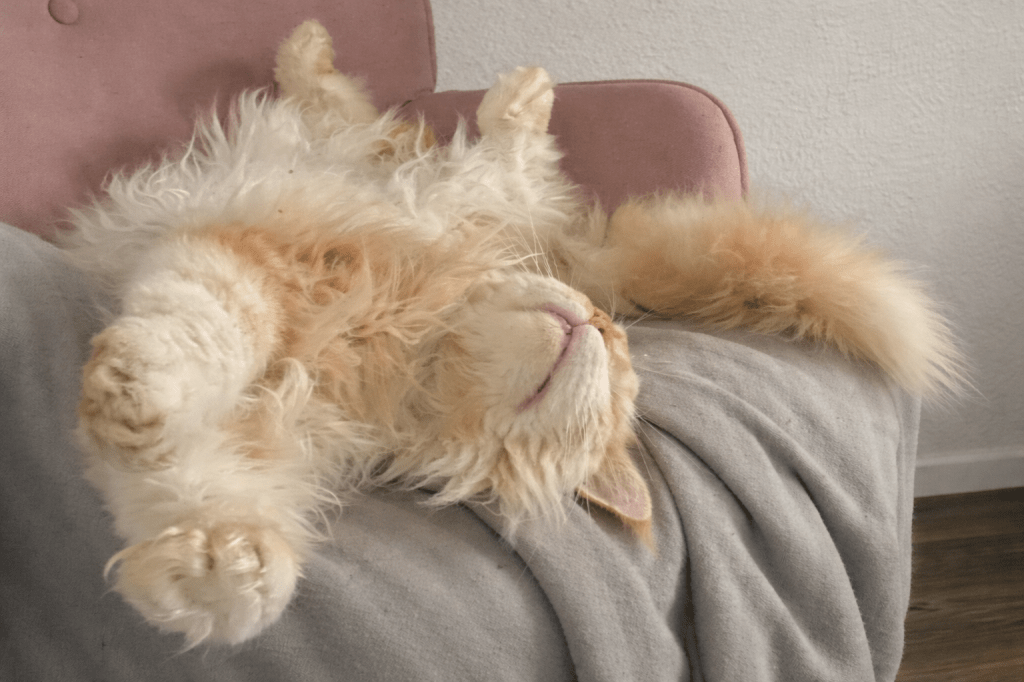 Nedělníček pana Maxmiliána&nbsp;(41)