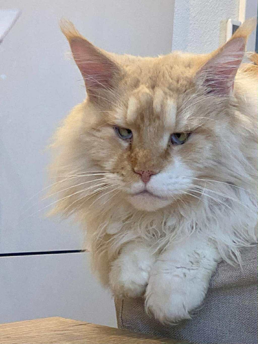 Nedělníček pana Maxmiliána&nbsp;(40)