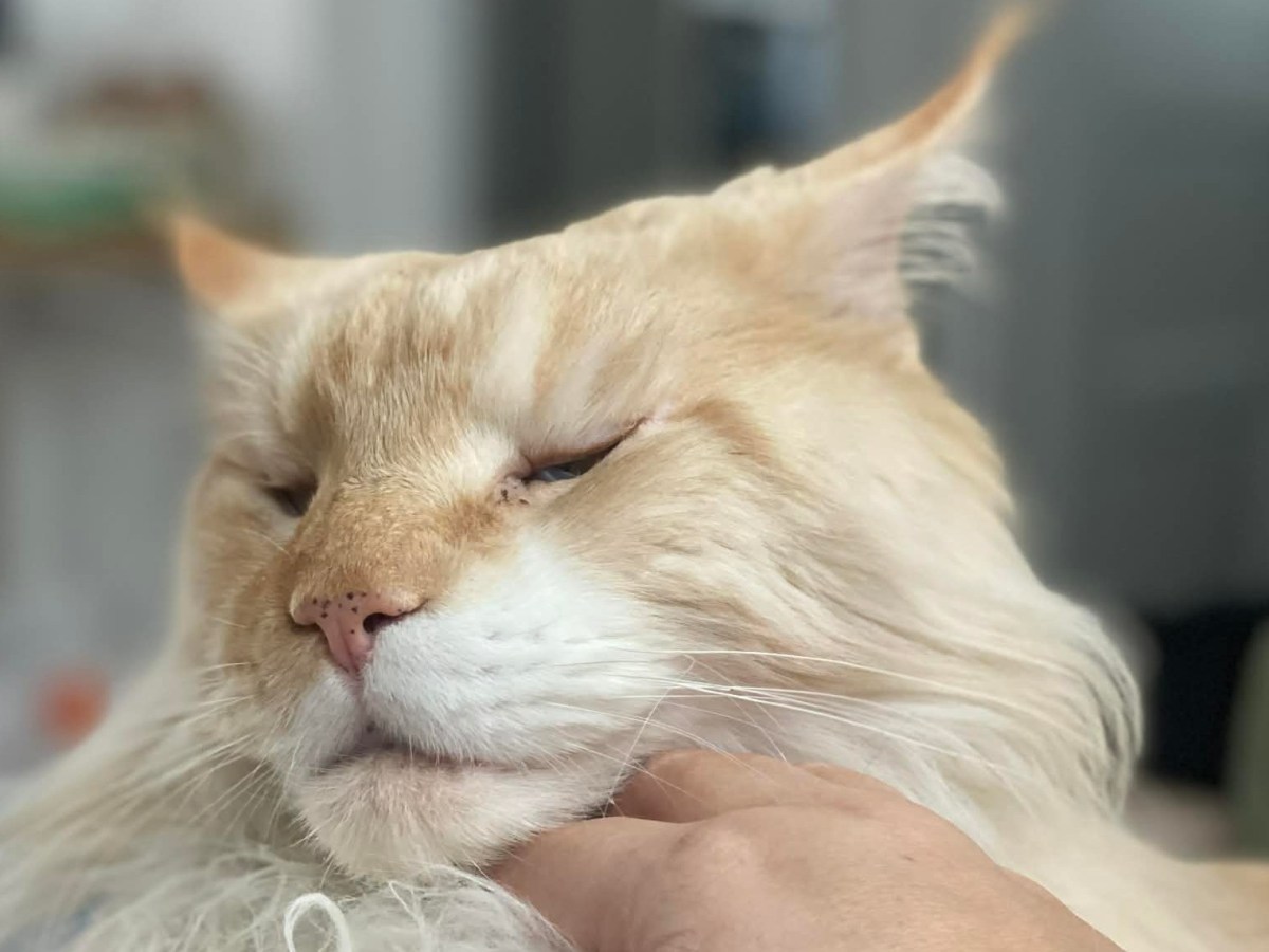 Nedělníček pana Maxmiliána&nbsp;(42)