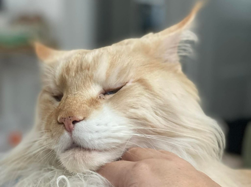 Nedělníček pana Maxmiliána&nbsp;(42)