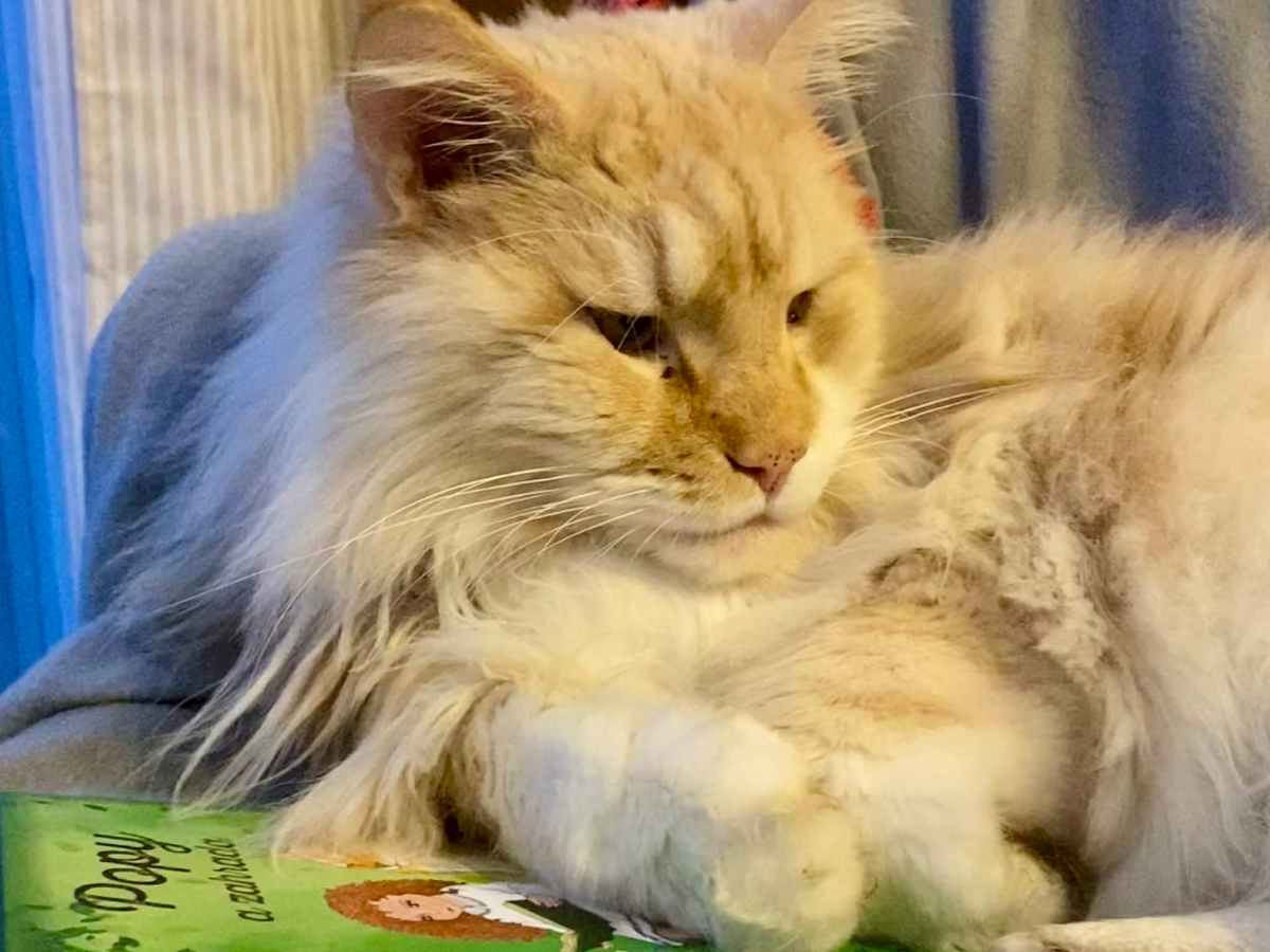 Nedělníček pana Maxmiliána&nbsp;(43)