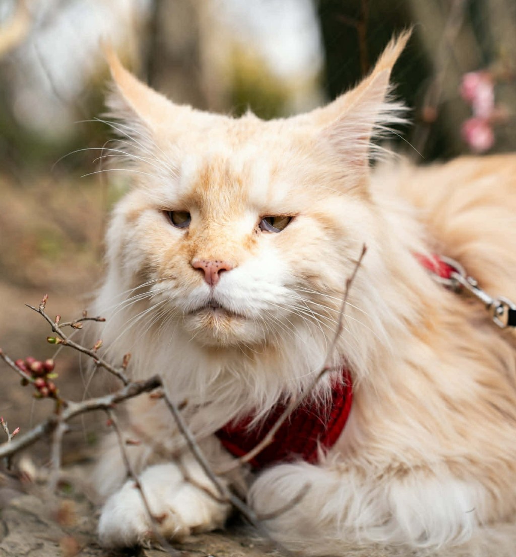 Nedělníček pana Maxmiliána (45)