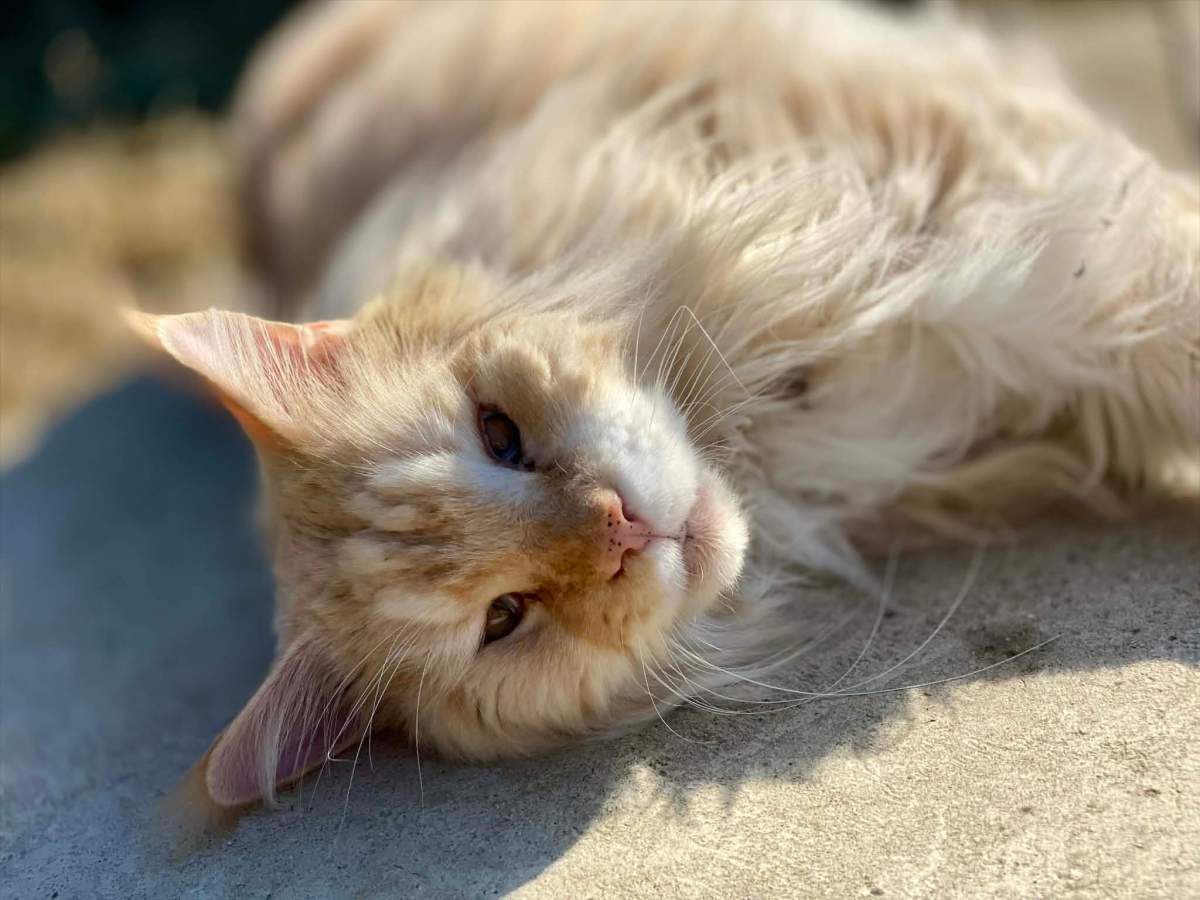 Nedělníček pana Maxmiliána&nbsp;(44)